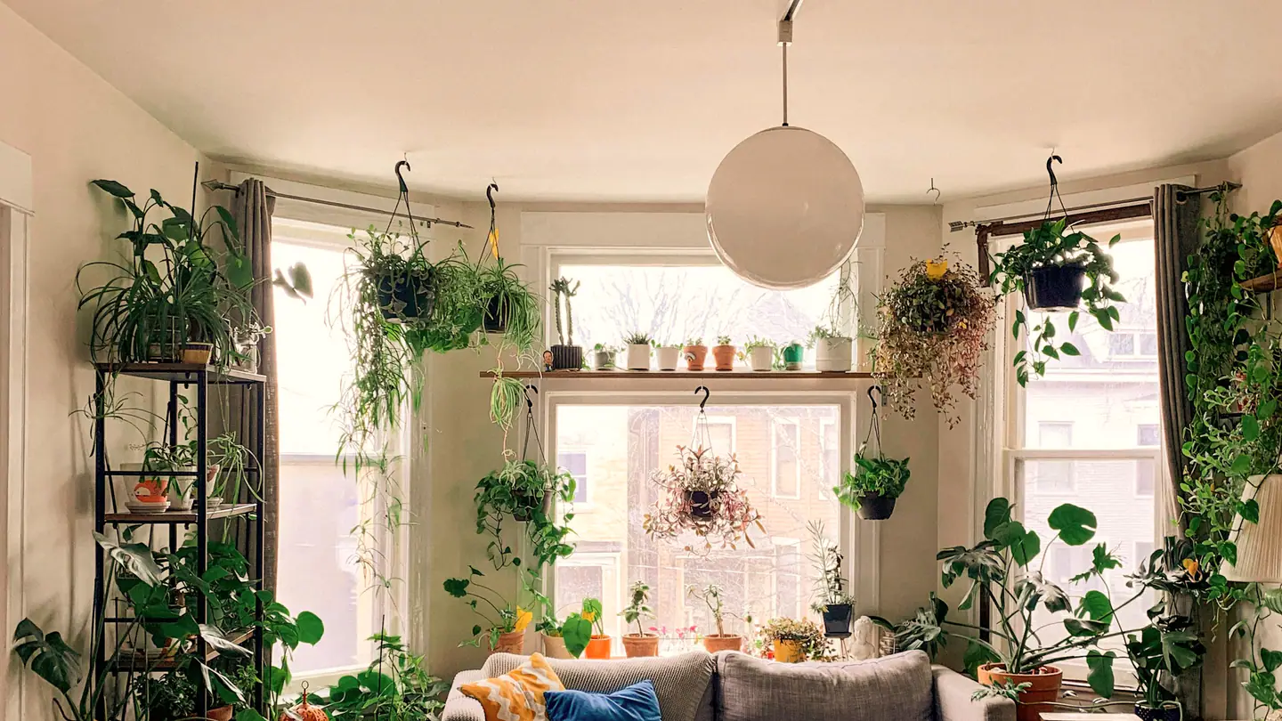 Wohnzimmer mit dreiteiligem Erker, vielen Pflanzen und Holzdielen