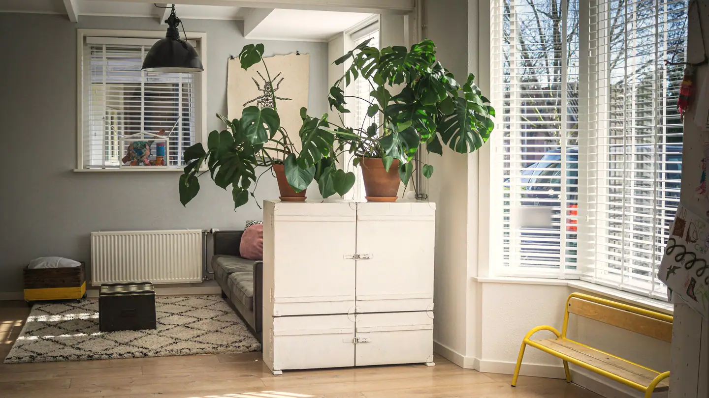 Wohnzimmerecke mit großen Fenstern, Monstera und weißem Schrank